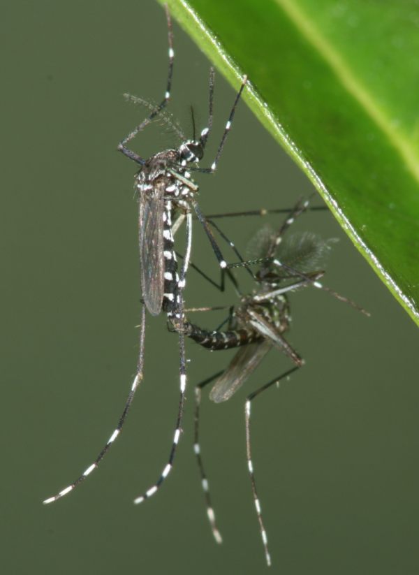 Aedes albopictus bei der Paarung